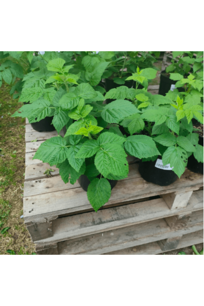 Малина Геракл в контейнері 3 л